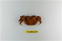 藏品(臺灣扁絨螯蟹)的圖片